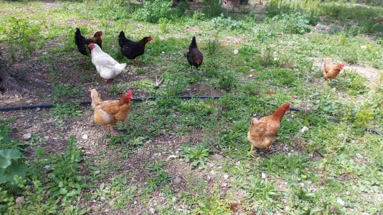 Agritourism Near *