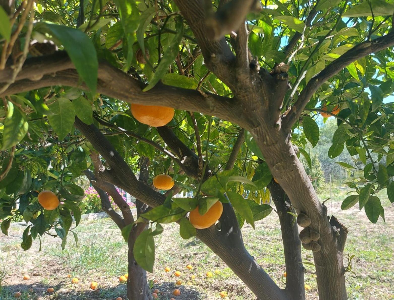 Agritourism Near * Sitia (Crete)